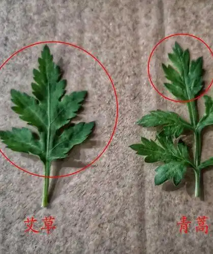 如何区分艾草和蒿草