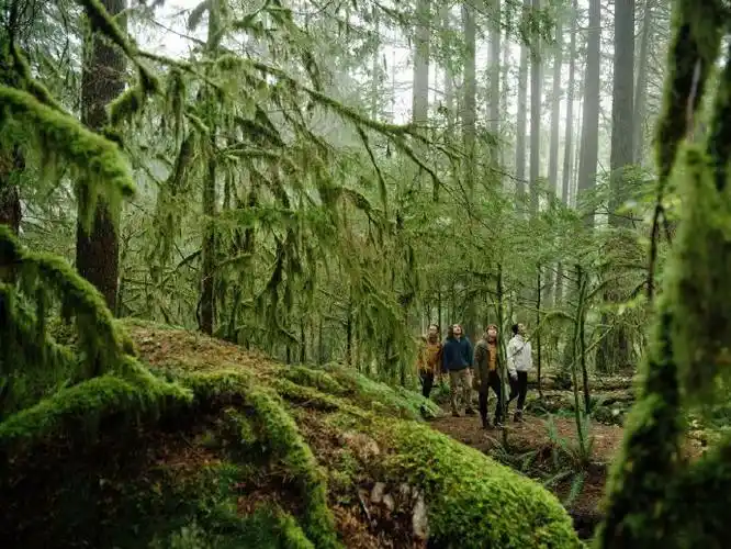 林恩峡谷公园(lynn canyon park),温哥华北部的一处宝藏乐园和天然