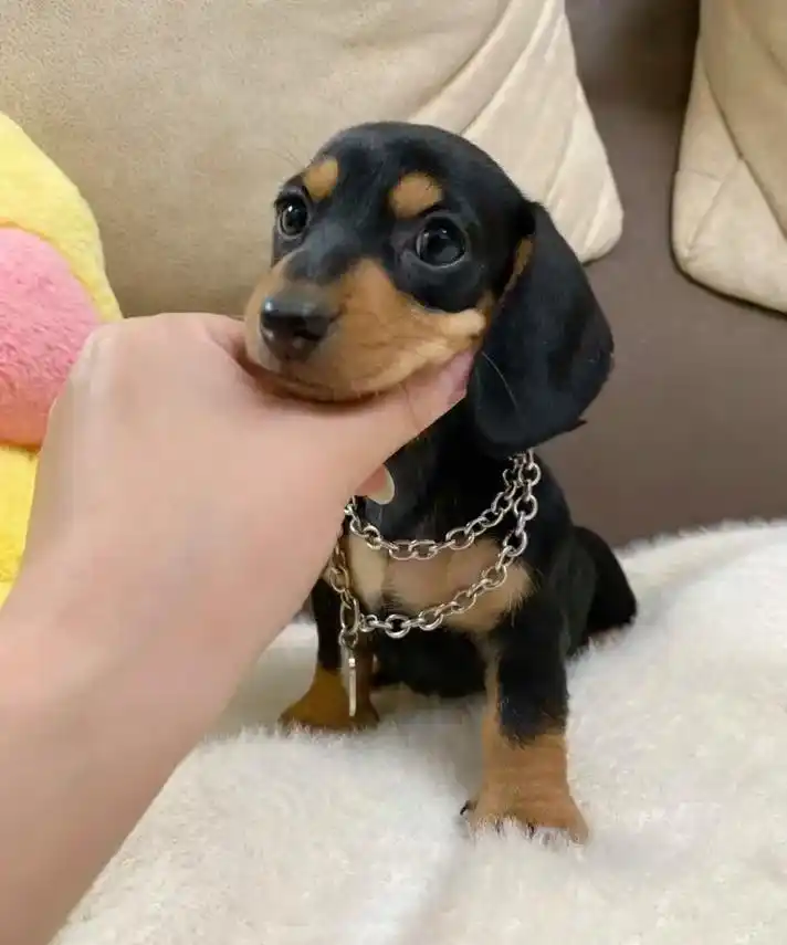 腊肠犬幼犬3200一只蹲姨姨.腊肠犬幼犬两个月大 活蹦乱跳已 - 抖音