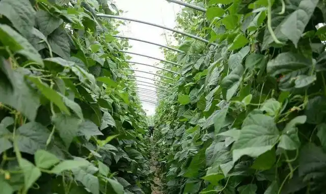 别人不会告诉你的豇豆越冬种植小技巧,作用真的很大