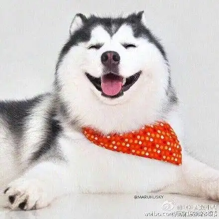 多久没这么没心没肺的笑一次了?