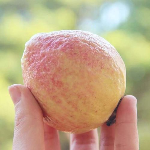 番石榴胭脂红嫁接四季结果红心芭乐台湾珍珠白心果树