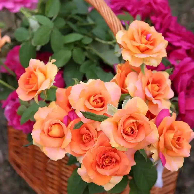 铜管乐队月季_1