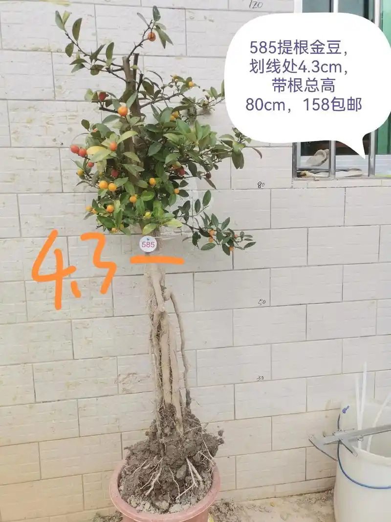 金豆盆景盆栽素材