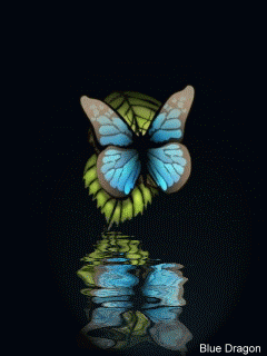 绚丽多彩的动态蝴蝶美图 - 易拉罐 - 杜佳兵 的博客.易拉罐