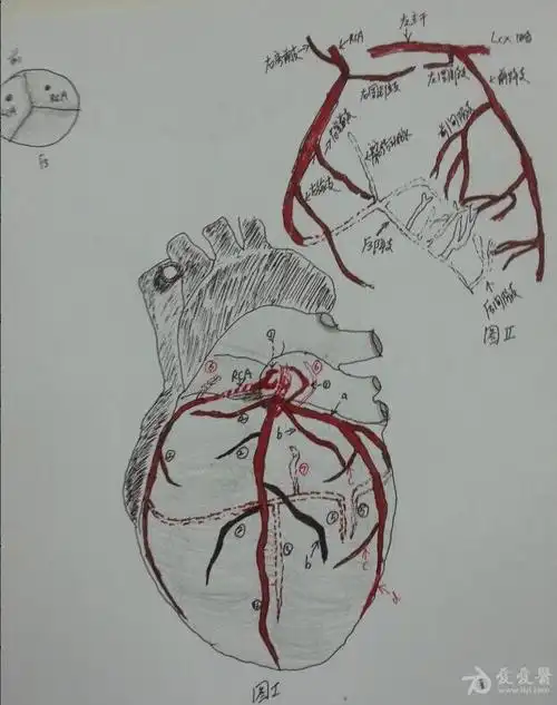 回旋支向心脏后方走,向心尖部分转弯,末端部分称之为左室
