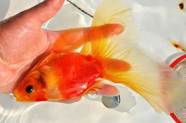 大家好我是亓无论,今儿咱们聊聊金鱼的四大种类之一的草种金鱼——草