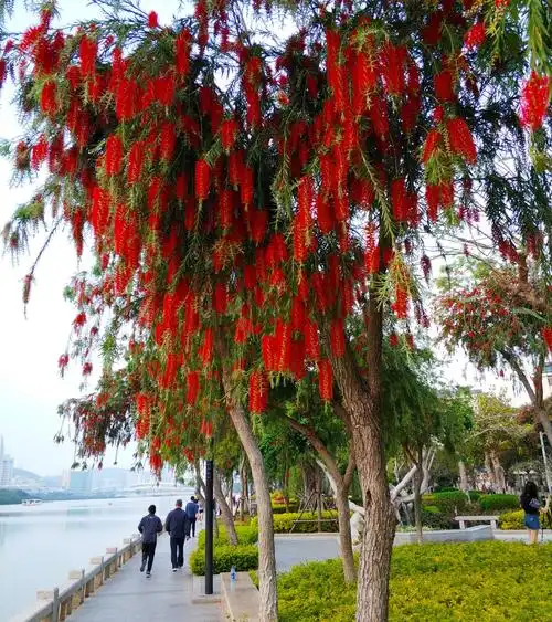 千姿百态的柳叶红千层美丽诱人