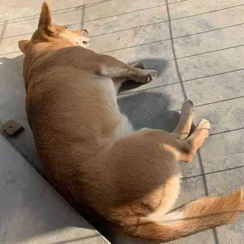 202148小土狗在太阳下睡觉我以为它要挂了07