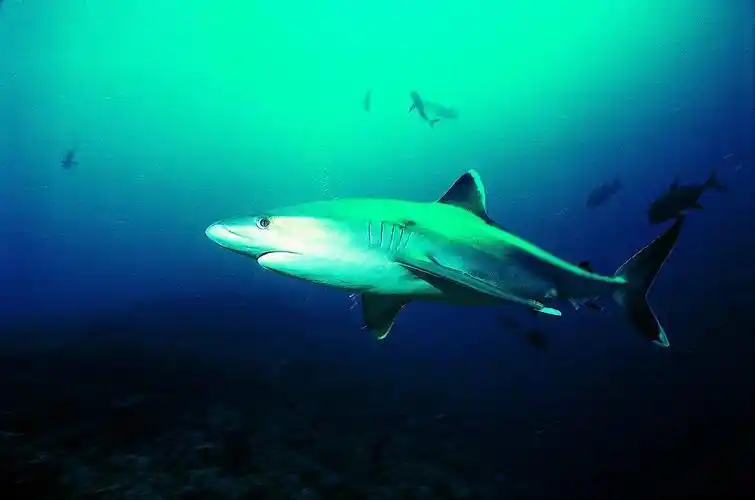 p>噬人鲨(学名: i>carcharodon carcharias /i>)是鲭鲨科,噬人鲨属的