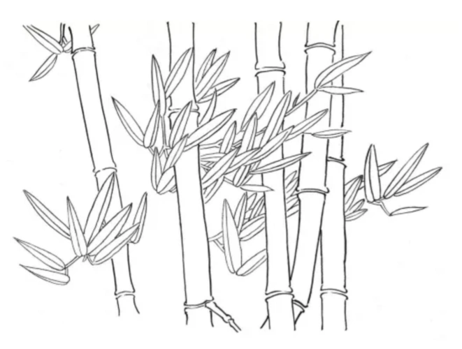 193竹子工笔白描