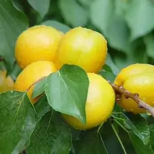 水产肉类/新鲜蔬果/熟食