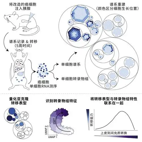 癌细胞如何变得更具侵略性?