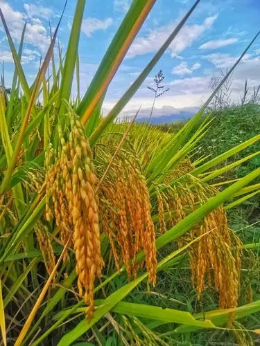稻穗秋天丰收的季节沉甸甸的稻穗