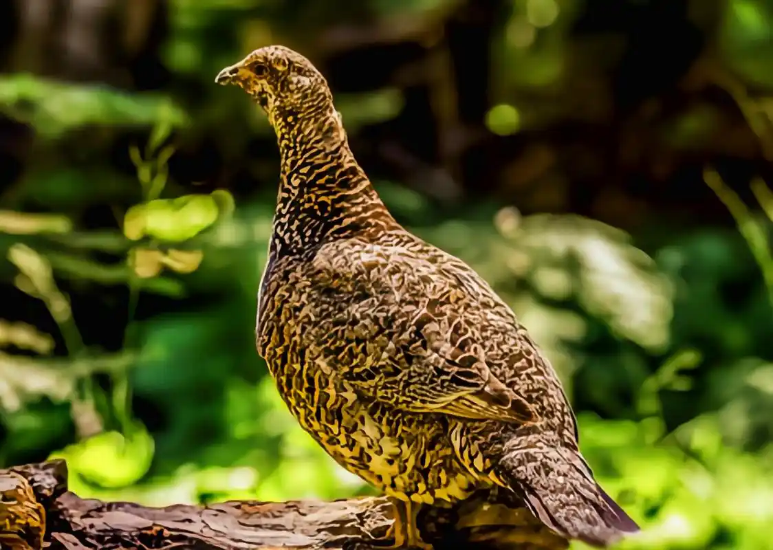 跨年创作挑战赛# 乌蓝松鸡别名阿拉斯加乌蓝松鸡,是一种大型走禽.