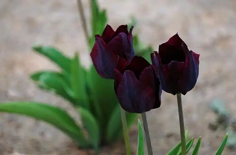 忧郁黑色郁金香