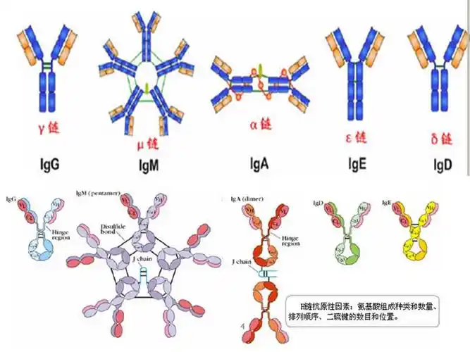igg抗体分子结构ppt课件ppt