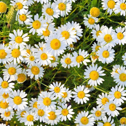 寿禾德国洋gan菊花种子幼苗小雏菊鲜花阳台盆栽花卉花苗紫波斯菊秧苗