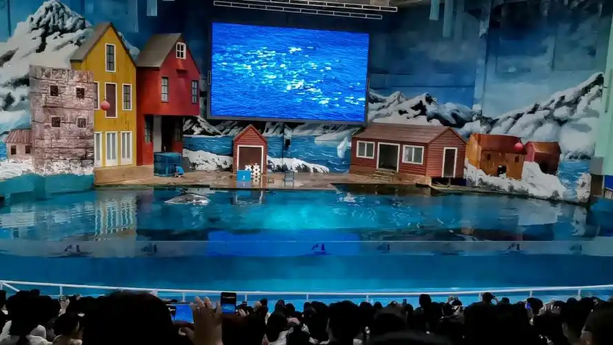 西安曲江海洋极地公园-海豚表演_哔哩哔哩_bilibili