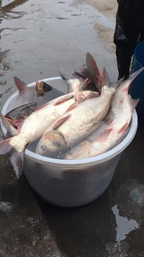 灯科鱼大型可食用冷水鱼