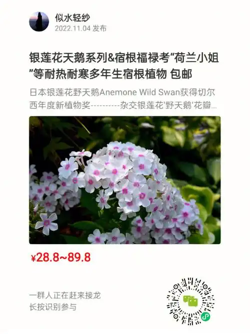 银莲花天鹅系列宿根福禄考荷兰小姐等