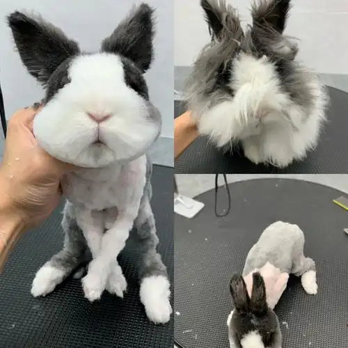 都是按宠物自身构造去做线条凸显宠物魅力,长毛兔没造型就是一个毛球