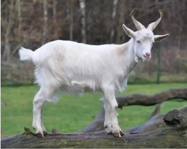 一只山羊有多重