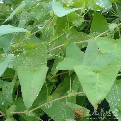 治湿疹,天疱疮,脓疱疮:鲜扛板归全草二两.水煎服