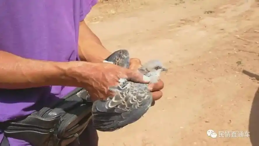 【黑网】楚雄一村民用粘网捕鸟,一只斑鸠差点成了下酒菜