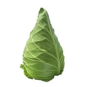 尖包菜约 - 云田生活