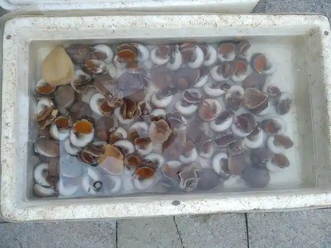 海荸荠的价格是15元一斤.