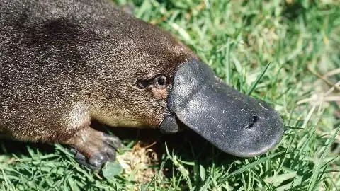 超级会和你撒娇的小家伙,巨萌巨可爱,鸭嘴兽了解一下?