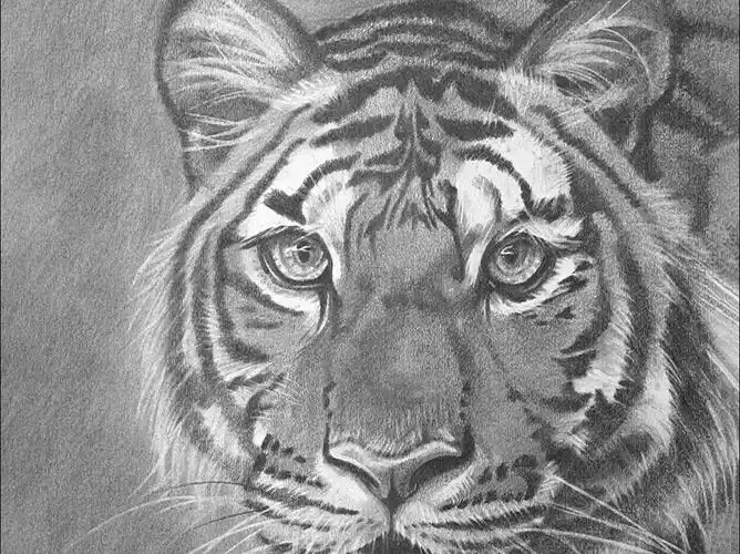 素描动物之-下山猛虎(下)