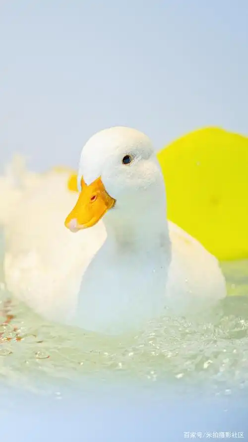 养柯尔鸭真香比吃烤鸭还香