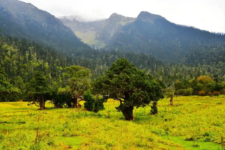 西藏南伊沟原始森林景观图片第8张