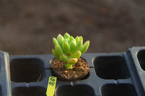 满30元包邮 香格里拉 单头一物一拍 景天科景天属果冻色 多肉植物