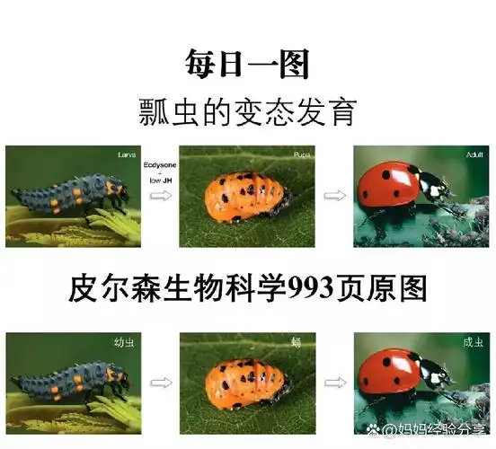 瓢虫的完全变态发育