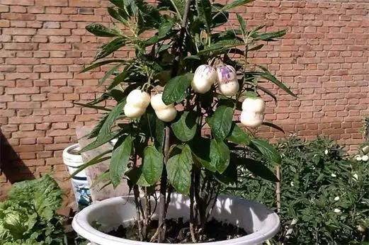 人参果树几年结果