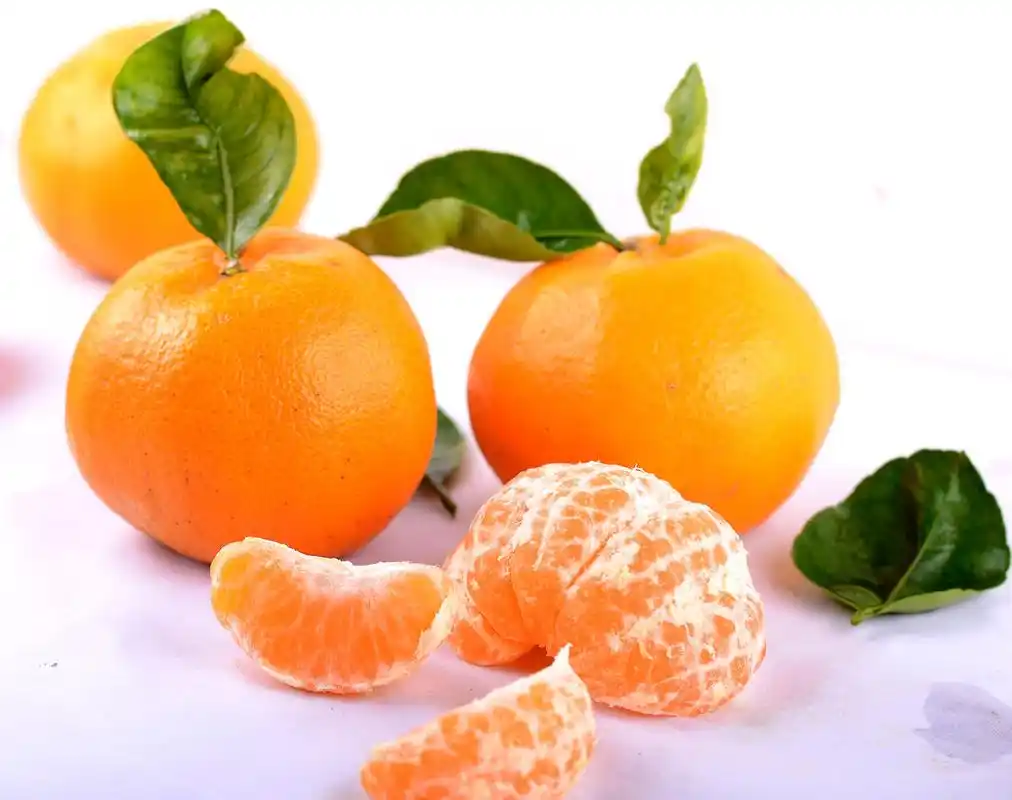 教你几招,在自家院子就能吃到美味的橘子