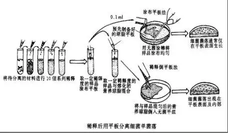 稀释后用平板分离细菌单菌落