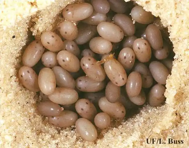 因为自带遁地属性,它的卵也不易被发现,存活率相当高,此时此刻,蝲蝲蛄