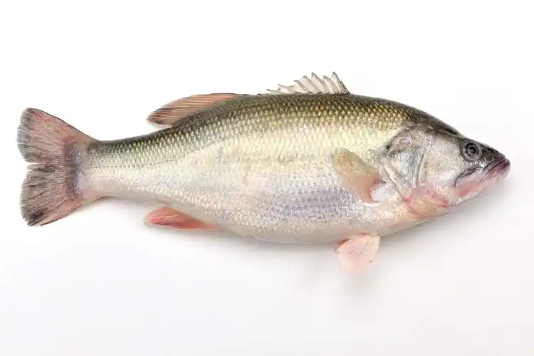 最冷空气来袭加州鲈越冬成难题别慌这几点学会安全越冬