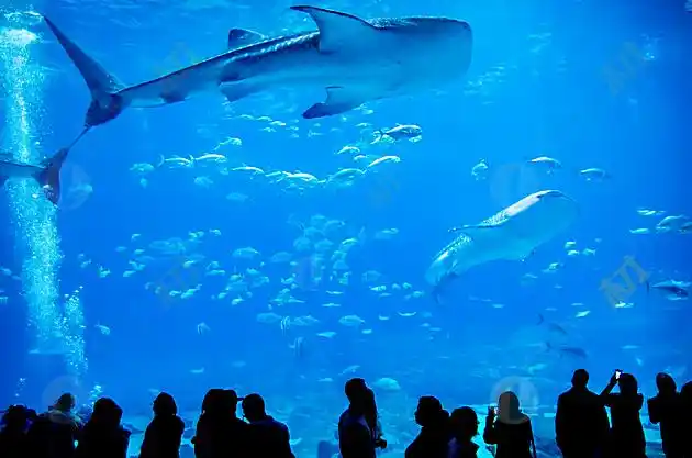壮观海洋世界鱼群水族馆高清图片下载