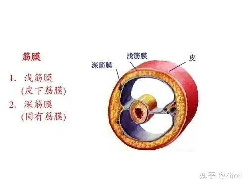 筋膜属于结缔组织,分为深筋膜和浅筋膜,它是由纤维,胶原,水蛋白组成的