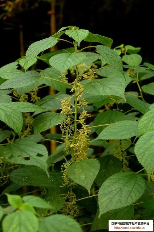 href="/item/荨麻">荨麻 /a>科苎麻属亚灌木或灌木植物