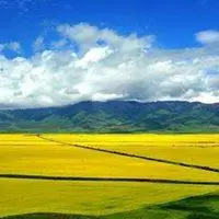 油菜花唯美头像_微信头像图片大全