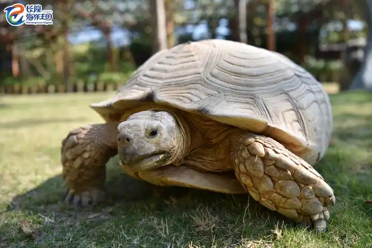 长隆首批亚达伯拉象龟宝宝跟大家见面啦!