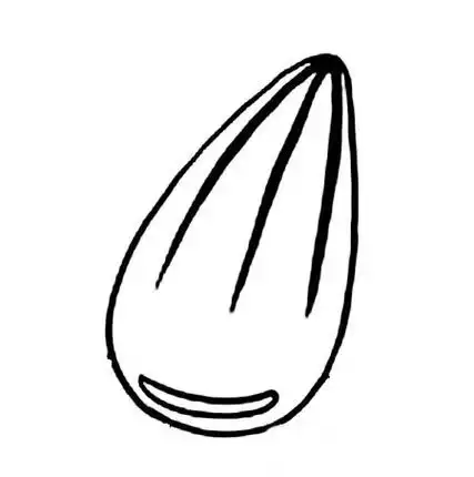 一粒瓜子简笔画的画法图片简笔画瓜子瓜子简笔画怎么画瓜子简笔画的