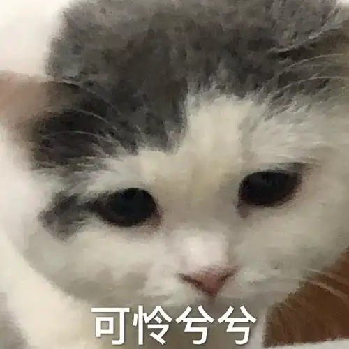 萌宠喵星人可怜兮兮小委屈呆萌憨憨gif动图_动态图_表情包下载_soogif