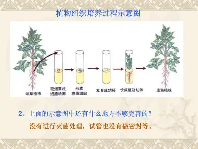 植物组织培养过程示意图 2,上面的示意图中还有什么地方不够完善的?